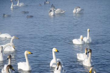 white swans and on the lake in winter. swans on a winter lake. beautiful swans on the lake. a flock of swans. mute swan