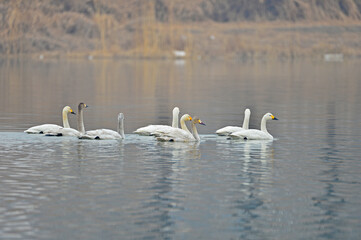 Beautiful wild white swans on the lake