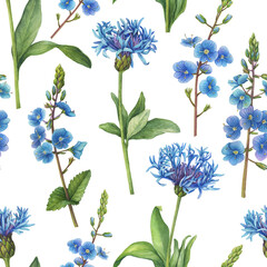 Seamless pattern with blue mountain cornflower (Centaurea montana, knapweed) and Veronica chamaedrys (germander speedwell). Watercolor hand drawn painting illustration isolated on white background.