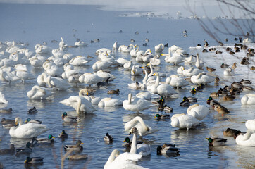 flock of ducks on the lake. ducks and swans on a winter lake. a flock of beautiful swans