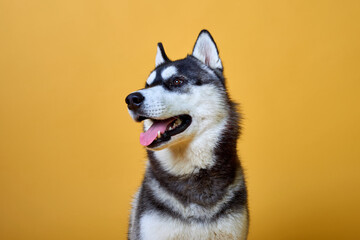 Husky dog on a yellow background