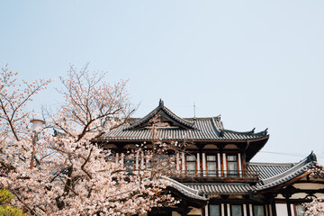 Fototapeta premium Koriyama castle park with cherry blossoms in Nara, japan