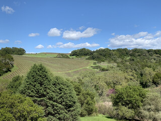 Scenic view of rolling hill vineyards among lush green trees in Windsor, California, the USA