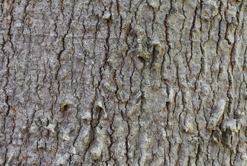 Brown Wood bark background and texture