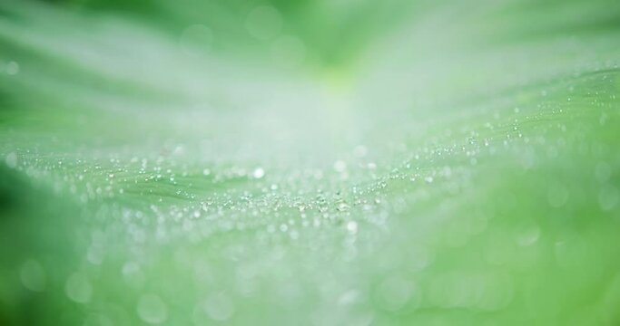 Close-up view of dewdrops on a large green leaf. Drops of water on a surface of a plant in a tropical forest. High quality 4k footage