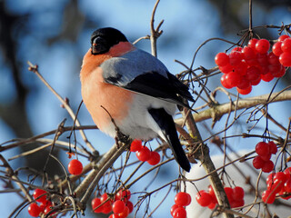 bullfinch on a branch