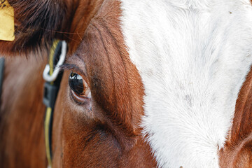Close up of a brown cow's eye