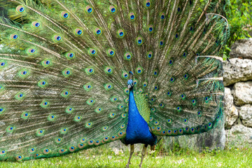 Obraz premium Indian Peacock or Blue Peacock, Pavo cristatus