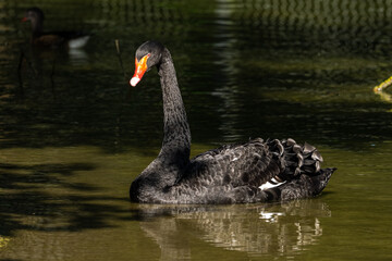 Black Swan, Cygnus atratus in a german nature park