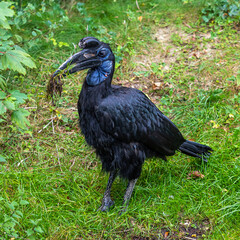 Abyssinian northern Ground Hornbill, Bucorvus abyssinicus strange bird