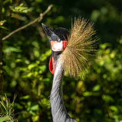 Fototapeta premium Black Crowned Crane, Balearica pavonina in a park