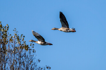 The flying greylag goose, Anser anser is a species of large goose