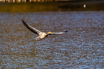 The flying greylag goose, Anser anser is a species of large goose