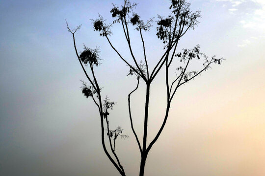 &aacute;rbol