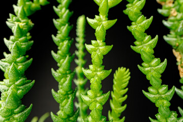 Succulent plant leaves on black background close up