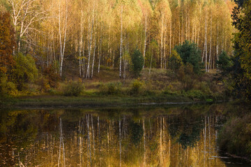 autumn in the forest