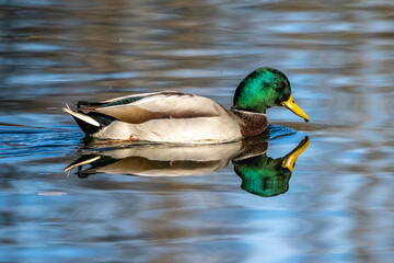 Obraz premium Wild duck or mallard, Anas platyrhynchos swimming in a lake