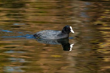 Common moorhen Gallinula chloropus also known as the waterhen or swamp chicken