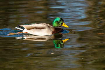 Wild duck or mallard, Anas platyrhynchos swimming in a lake