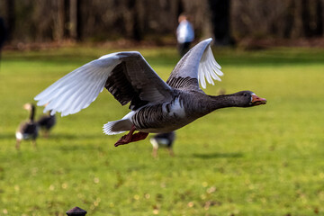 The flying greylag goose, Anser anser is a species of large goose