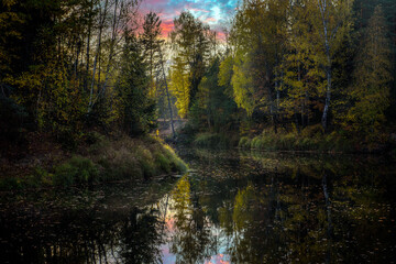 autumn in the forest