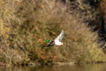 Wild duck or mallard, Anas platyrhynchos flying over a lake