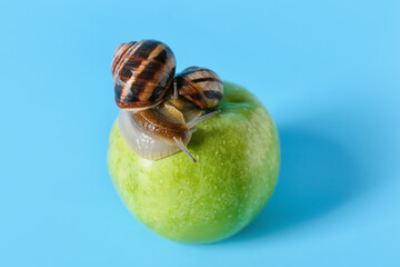 Snails and apple on color background