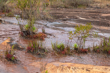 Habitat of Drosera latifolia, a carnivorous plant, in a river bed west of Diamantina in Minas Gerais, Brazil