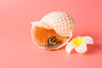 Snail, sea shell and flower on color background