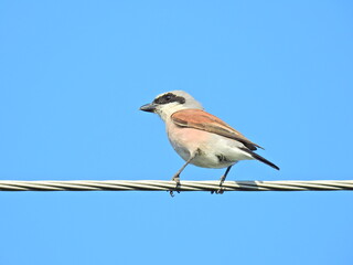 a blue jay