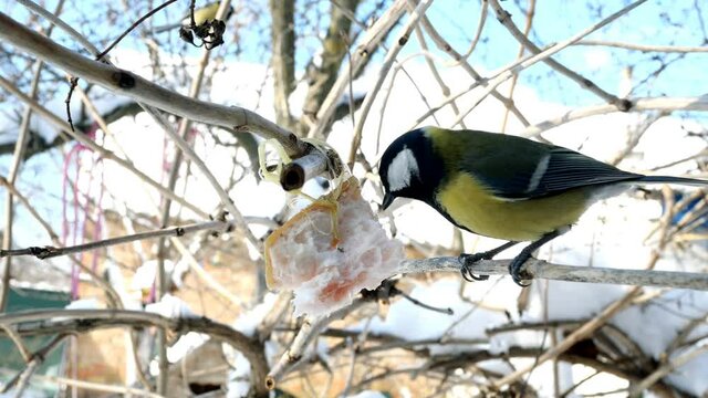 Hungry birds, Great tit or parus major, are pecking lard which hangs from branch in garden or backyard. Feeding birds on wintertime. Close-up.