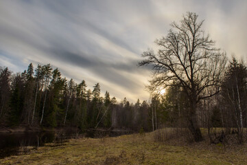 sunset in the forest