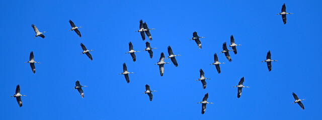 ziehende Kraniche (Grus grus) // migrating Common cranes © bennytrapp