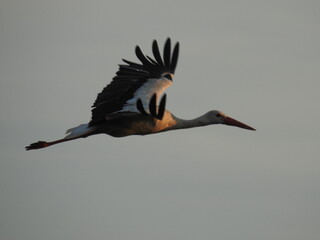 black crowned crane