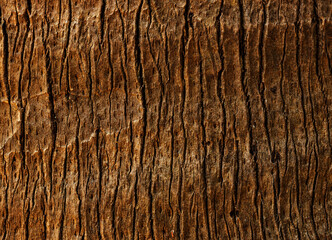 tree trunk texture nature background