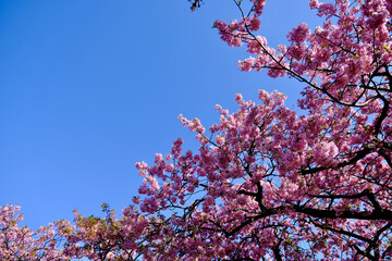 【静岡】河津桜並木（春）