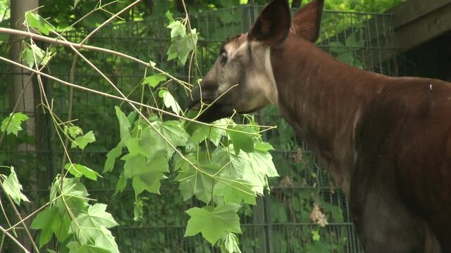 Okapi at the Berlin Zoo. The okapi, also known as the forest giraffe, congolese giraffe or zebra giraffe.