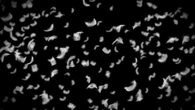 Flying many white feathers on black background. Beautiful feather floating in air. Happiness concept. 3D loop animation of feathers.