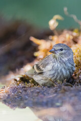 Citroenkanarie, Citril Finch, Serinus citrinella