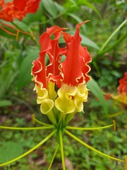 red and yellow flower