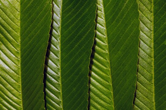 Dillenia indica leaves, commonly known as elephant apple