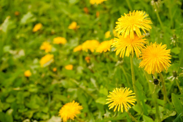 Yellow dandelion flowers with leaves in green grass, spring photo.Fantastic field with fresh yellow dandelions flowers. bright landscape scenery. Europe. Beautiful world.
