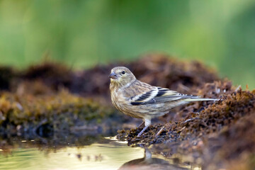 Citroenkanarie, Citril Finch, Serinus citrinella