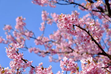 【静岡】河津桜並木（春）