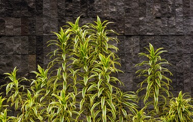 Ornamental plants with a plaid stone wall background