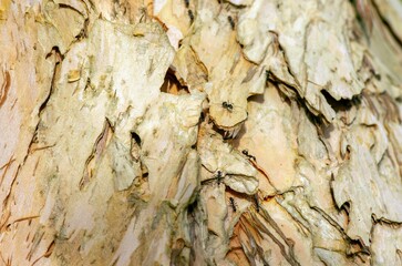 Tree bark of of Melaleuca cajuput in shallow focus for natural background