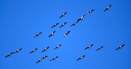 trekkende kraanvogels (Grus grus) // ziehende Kraniche © bennytrapp