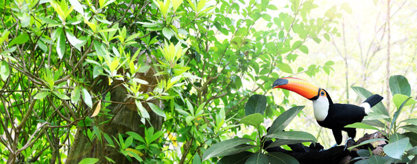Beautiful colorful toucan bird on a branch in a rainforest