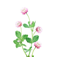 Wild red clover (Trifolium pratense) flowers