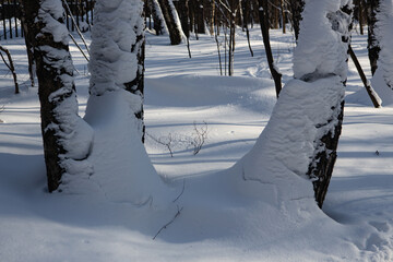 Snowy forest on a sunny day after heavy snowfall - 415722739